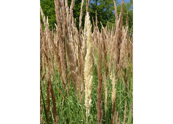 Land-Reitgras (Calamagrostis epigejos) - © Philipp Sengl